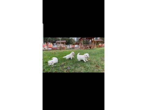 Çok sevimli maltipoo köpeği yavruları