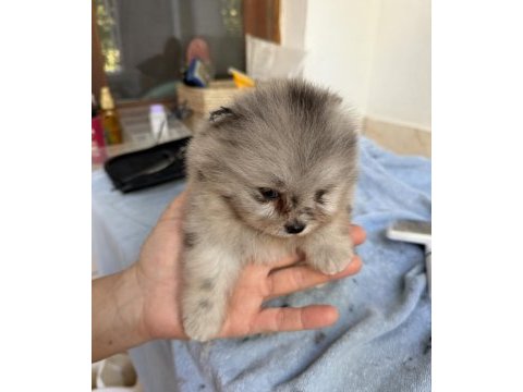 Blue merle pomeranian mini boy