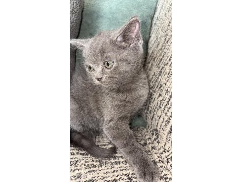 British shorthair kedisi