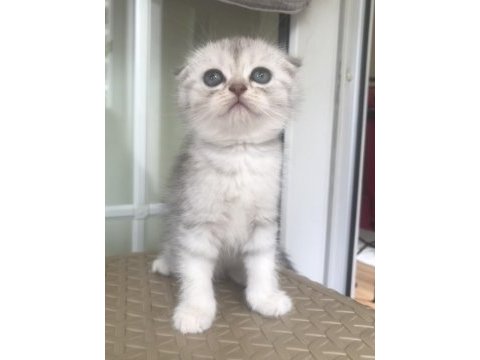 Scottish fold silver