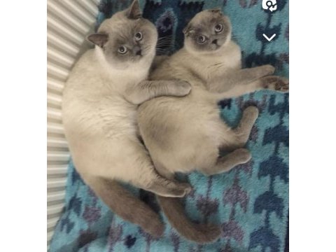 Birbirinden ayrılmayan tatlı scottish fold arkadaşlar