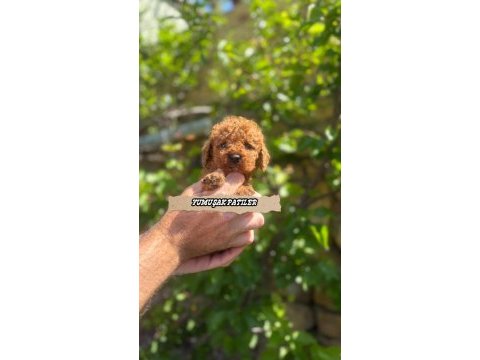 Toy poodle köpeği