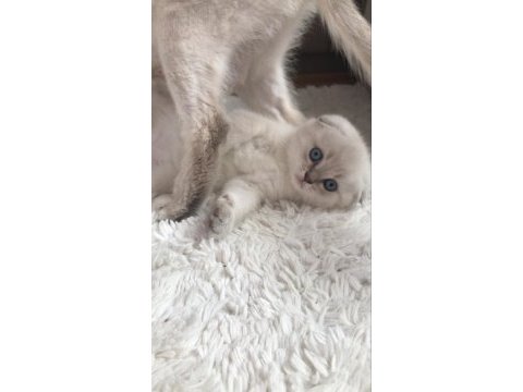Yavru scottish fold beyaz