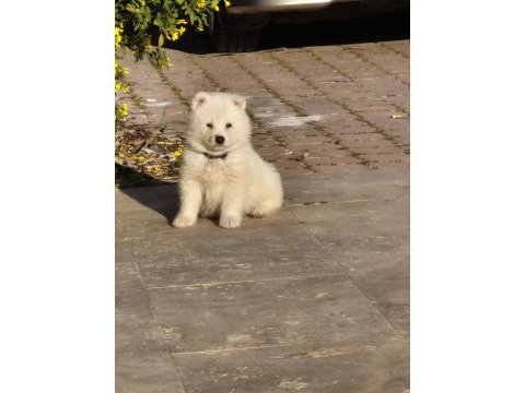 Kartopu samoyed bebekler