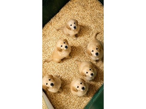 Safkan golden retriever yavrular