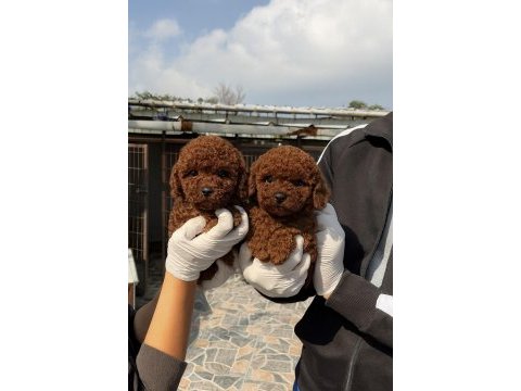 Sevginin en zarif hali toypoodle yavruları