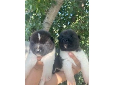Üretim çiftliğimizden akita yavrularımız