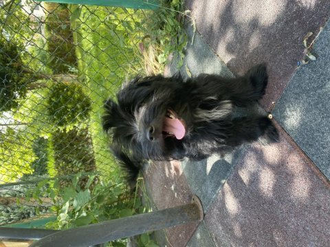 Minik köpeğimiz yuva arıyor