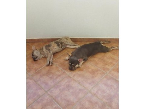 Ücretsiz sahiplendirme french bulldog