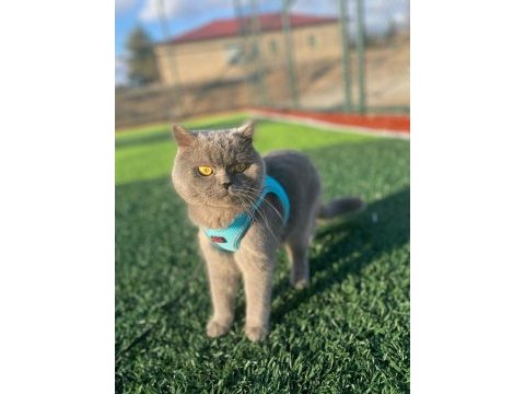 1 yaşında british shorthair gri
