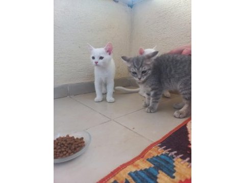 3 adet beyaz yavrular