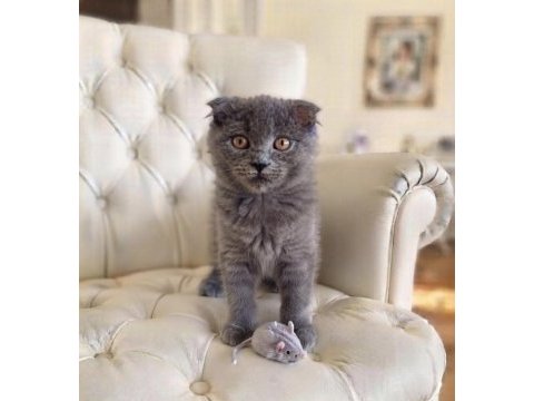 Sevimli scottish fold kız