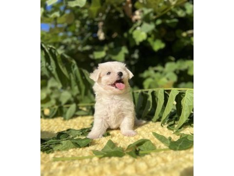 Kar beyaz maltese terrier yavrular