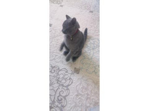 Evcil uyumlu sakin british longhair