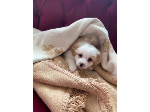 Çok tatlı maltipoo bebekler