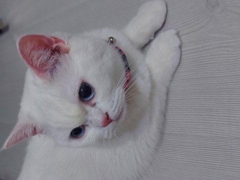 British shorthair 8 aylık kedimiz