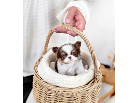 Longhair three color chihuahua