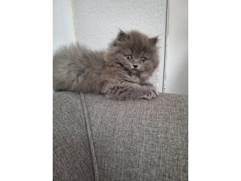 British longhair bebek
