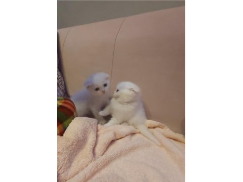 Scottish fold ve british yavrular
