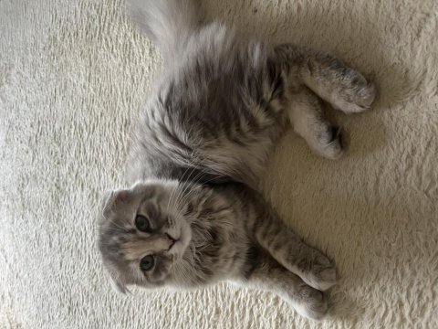 Minik scottish fold yavrumuzu sahiplendiriyoruz