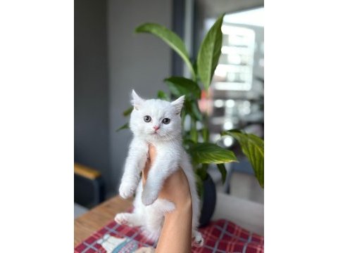 Beyaz brıtısh shorthair yavrularım 