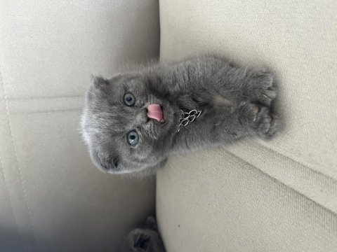 Scottish fold ve british shorthair yavrular