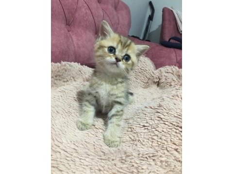 Erkek british shorthair yavru kedimiz
