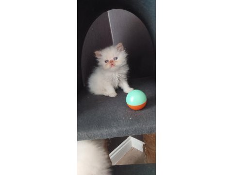 Show kalite ırk garantili bebeklerimiz