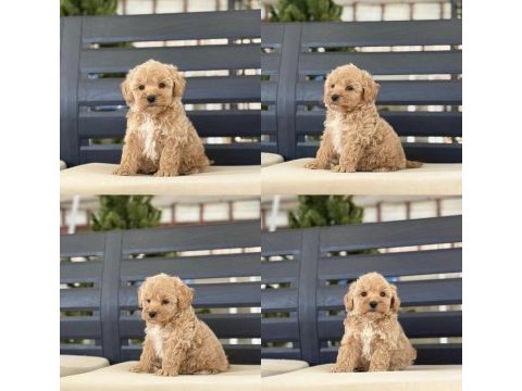 Yavru köpeğimiz toy poodle