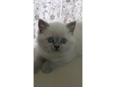 2 aylık blue point british shorthair