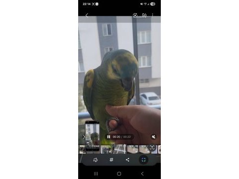 Evcil ele gelir biraz ürkek 15 aylık blue amazon