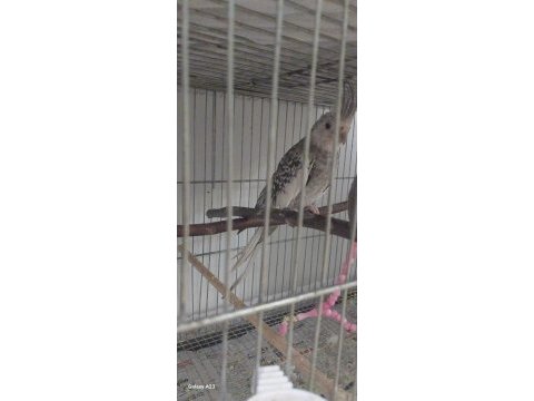Wifi 8 aylık sultan papağanı