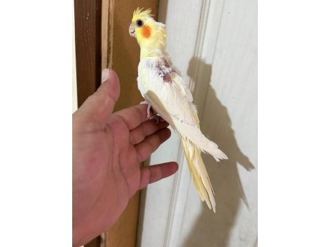 45 günlük lutino bebek sultan papağanı