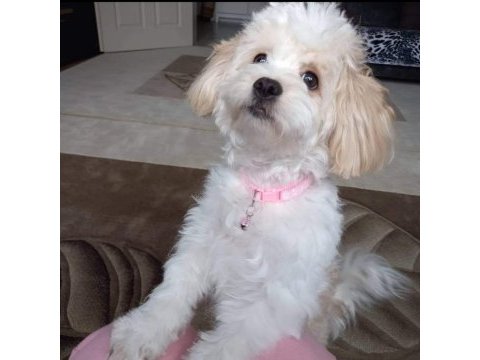 Maltipoo kızımıza yuva arıyoruz ankara içi