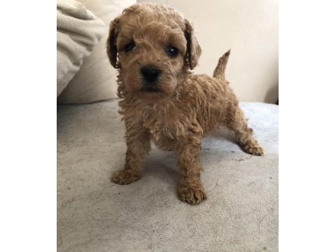 Ev ortamından 0 numara baby face maltipoo lar