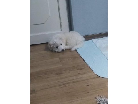 Erkek 4 aylık terrier