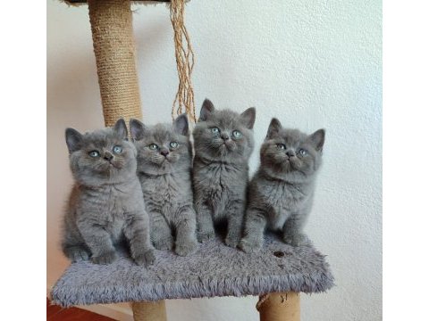 Peluş gibi british shorthair yavrularımız