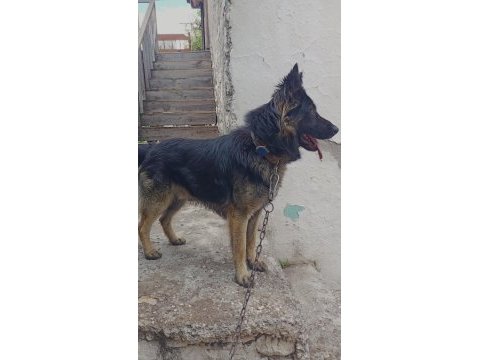 Aşıları tam çipli uysal alman kurdu