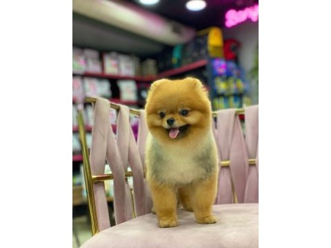 Show kalite ayı surat pomeranian yavrularımız