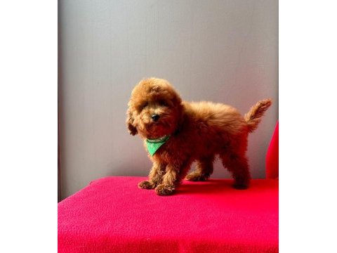 Sıfır numara toy poodle