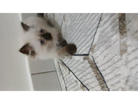 Dişi ragdoll kızım yeni yuvasını arıyor