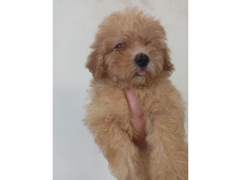Erkek maltipoo