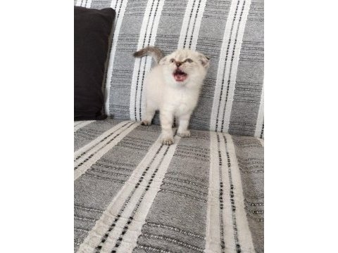 2 adet scottish fold dişi denizli