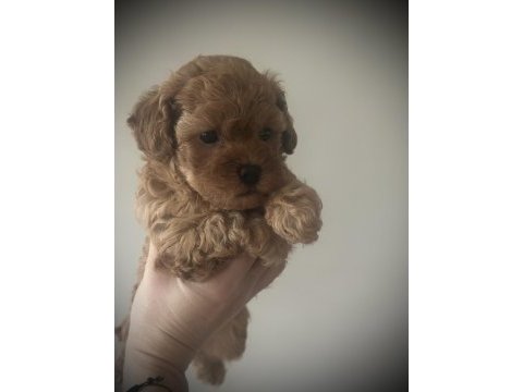 Minicik muhteşem güzellikte safkan toy poodle