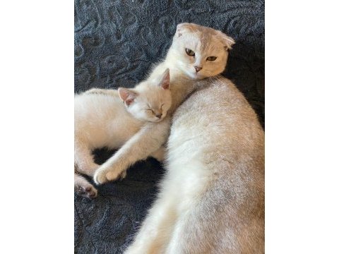 Scottish fold ve straight