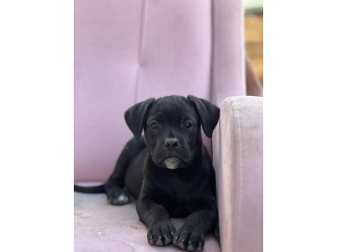 Cane corso yavrular