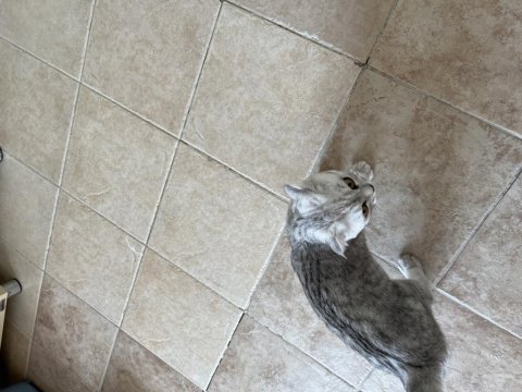 5 aylık dişi scottish fold
