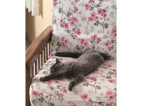 British shorthair prensesimize sahip aranıyor