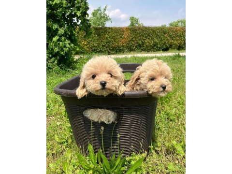 Irk garantili maltipoo yavruları
