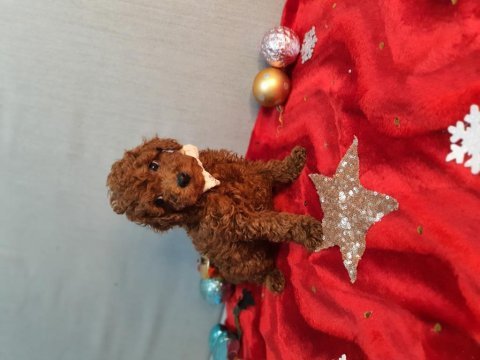 Oyuncak değil gerçek poodle